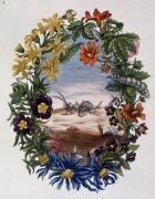 Fourmi (Maria Sibylla Graff Merian) - Muzeo.com