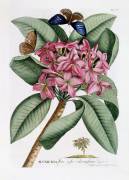 Frangipani (Georg Dionysius Ehret) - Muzeo.com