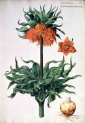 Fritillaria imperialis (Pieter van Kouwenhoorn) - Muzeo.com