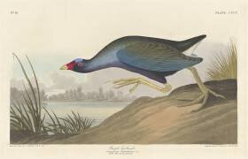 Gallinule pourpre (John James Audubon) - Muzeo.com
