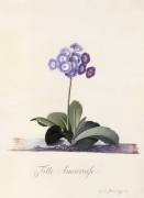 Garden Auricula (Georg Dionysius Ehret) - Muzeo.com