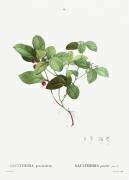 Gaultheria procumbens (Pierre Joseph Redouté) - Muzeo.com