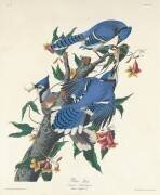 Geai Bleu (John James Audubon) - Muzeo.com