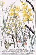 Genista (Georg Dionysius Ehret) - Muzeo.com
