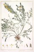 Genista pedunculata (Pierre Joseph Redouté) - Muzeo.com