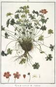 Geranium varium (Hubert Robert) - Muzeo.com