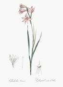 Gladiolus Carneus (Pierre Joseph Redouté) - Muzeo.com