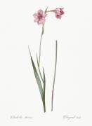 Gladiolus Hirsulus (Pierre Joseph Redouté) - Muzeo.com