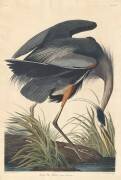 Grand Héron (John James Audubon) - Muzeo.com