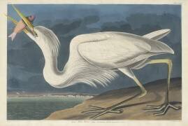 Grand Héron (John James Audubon) - Muzeo.com