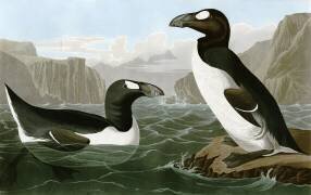 Grand Pingouin (John James Audubon) - Muzeo.com