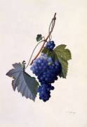 Grapes (Georg Dionysius Ehret) - Muzeo.com