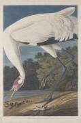 Grue à cerceau (John James Audubon) - Muzeo.com