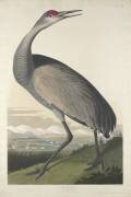 Grue à cerceau (John James Audubon) - Muzeo.com