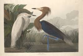 Héron pourpre (John James Audubon) - Muzeo.com