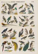 Histoire naturelle : oiseaux (anonyme) - Muzeo.com