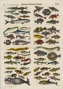 Histoire naturelle : poissons (anonyme) - Muzeo.com