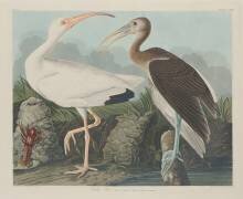 Ibis blanc (John James Audubon) - Muzeo.com