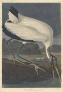 Ibis des bois (John James Audubon) - Muzeo.com