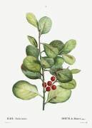 Ilex maderiensis (Pierre Joseph Redouté) - Muzeo.com