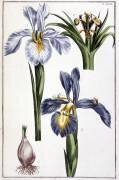 Iris (Maria Sibylla Graff Merian) - Muzeo.com