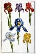 Iris (Maria Sibylla Graff Merian) - Muzeo.com
