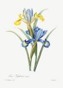 Iris (Pierre Joseph Redouté) - Muzeo.com
