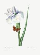 Iris xiphium (Pierre Joseph Redouté) - Muzeo.com