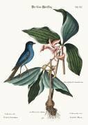 La Linotte bleue (Mark Catesby) - Muzeo.com