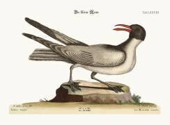 La mouette rieuse (Mark Catesby) - Muzeo.com