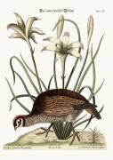 La perdrix américaine (Mark Catesby) - Muzeo.com