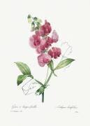 Lathyrus latifolius (Pierre Joseph Redouté) - Muzeo.com