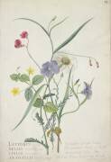 Lathyrus nissolia (Georg Dionysius Ehret) - Muzeo.com