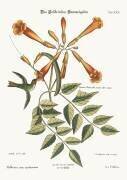 Le colibri (Mark Catesby) - Muzeo.com