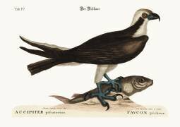 Le faucon pêcheur (Mark Catesby) - Muzeo.com