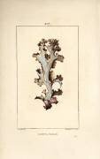 Lichen d'Islande (Pierre Jean Francois Turpin) - Muzeo.com