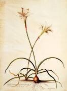 Lilio Narcissus (Georg Dionysius Ehret) - Muzeo.com