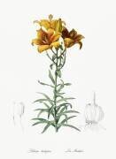 Lilium Bulbiferum (Pierre Joseph Redouté) - Muzeo.com