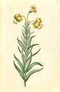 Lilium Pyrenaicum (Hans Simon Holtzbecker) - Muzeo.com