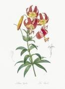 Lilium Superbum (Pierre Joseph Redouté) - Muzeo.com