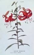 Lilium tigrinum (A. Piccioli) - Muzeo.com