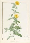 Linum Trigynum (Pierre Joseph Redouté) - Muzeo.com