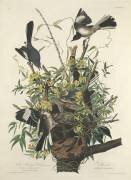 L'oiseau moqueur (John James Audubon) - Muzeo.com