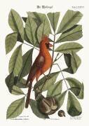 L'oiseau rouge (Mark Catesby) - Muzeo.com