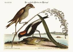 L'oiseau-riz (Mark Catesby) - Muzeo.com
