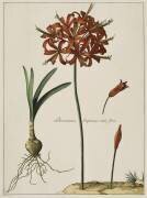 Lys du Japon (Nicolas Robert) - Muzeo.com