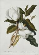 Magnolia (Georg Dionysius Ehret) - Muzeo.com