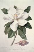 Magnolia (Georg Dionysius Ehret) - Muzeo.com