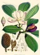 Magnolia hodgsonii (Joseph Dalton Hooker) - Muzeo.com