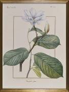 Magnolia Yulan (Gaëtan du Châtenet) - Muzeo.com
